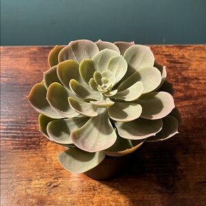 Succulent cactus faux